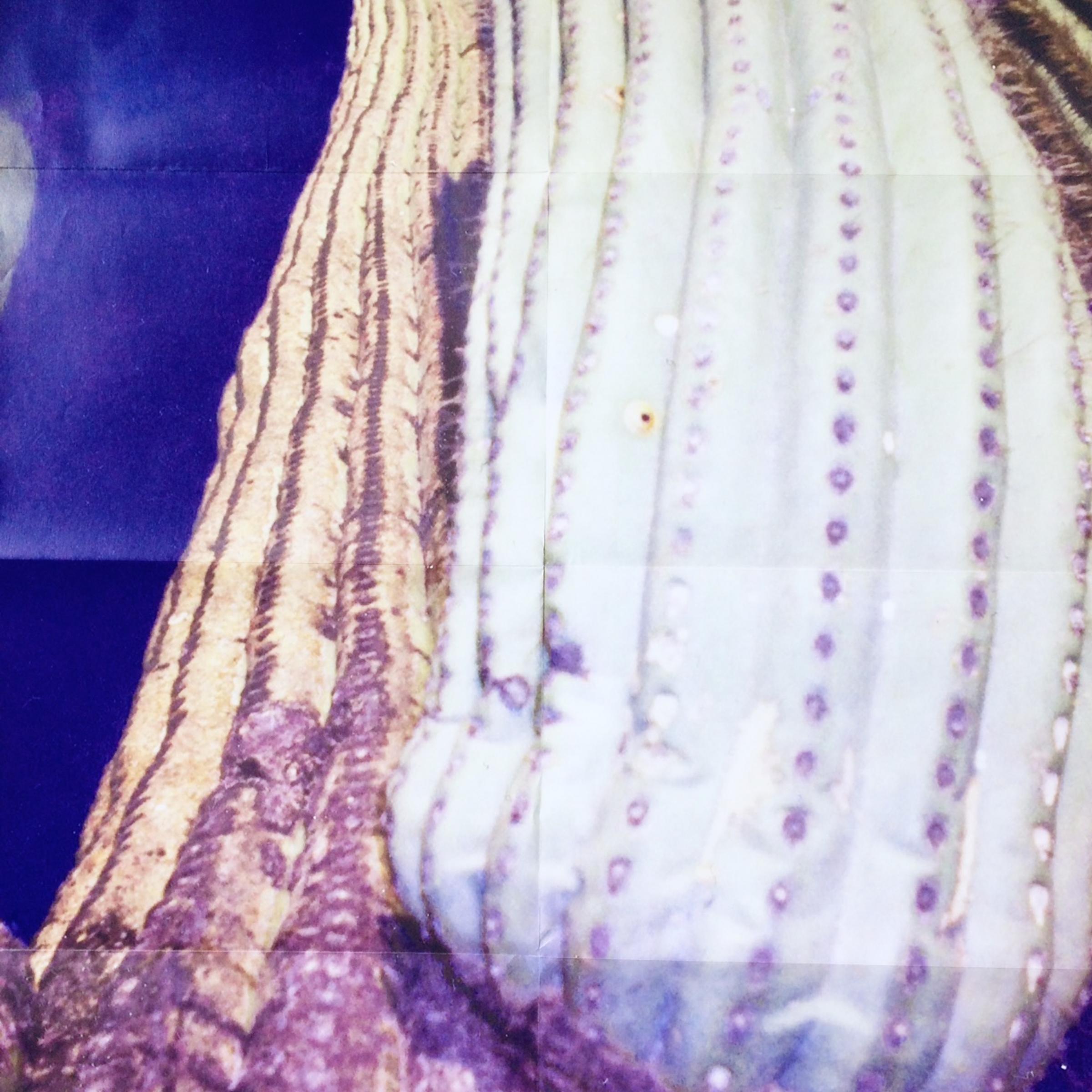 An unfolded cactus poster (size A1) featuring an up-close view of a Saguaro Cactus