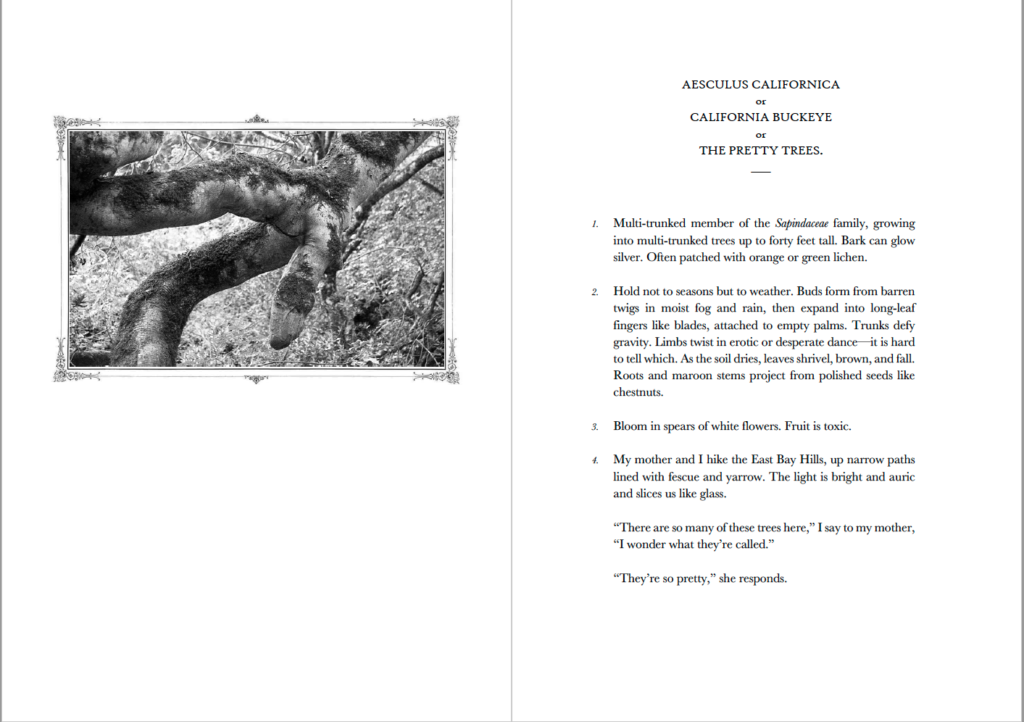 Two-page spread of a black and white photograph of a buckeye tree which looks like a hand and an encyclopedia entry about the pretty trees